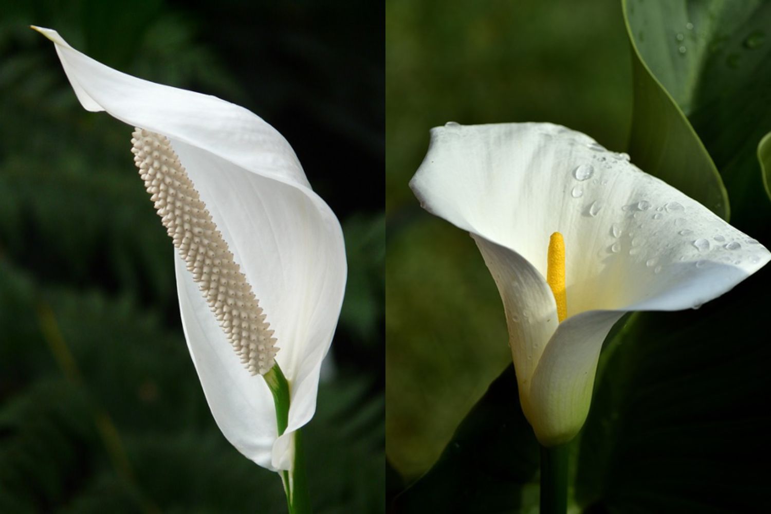 peace lily vs calla lily