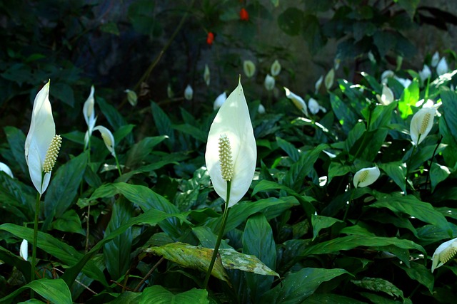 calla lily