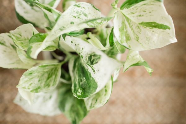 pearls and jade pothos