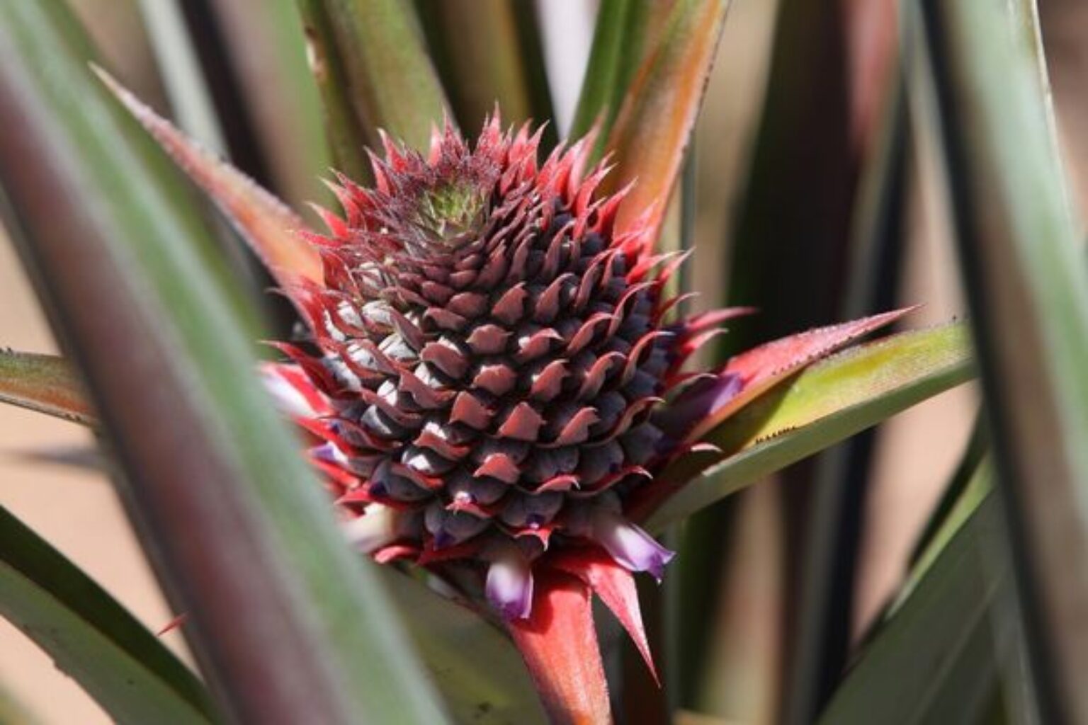 12 Types of Bromeliads to Grow Indoors TopBackyards