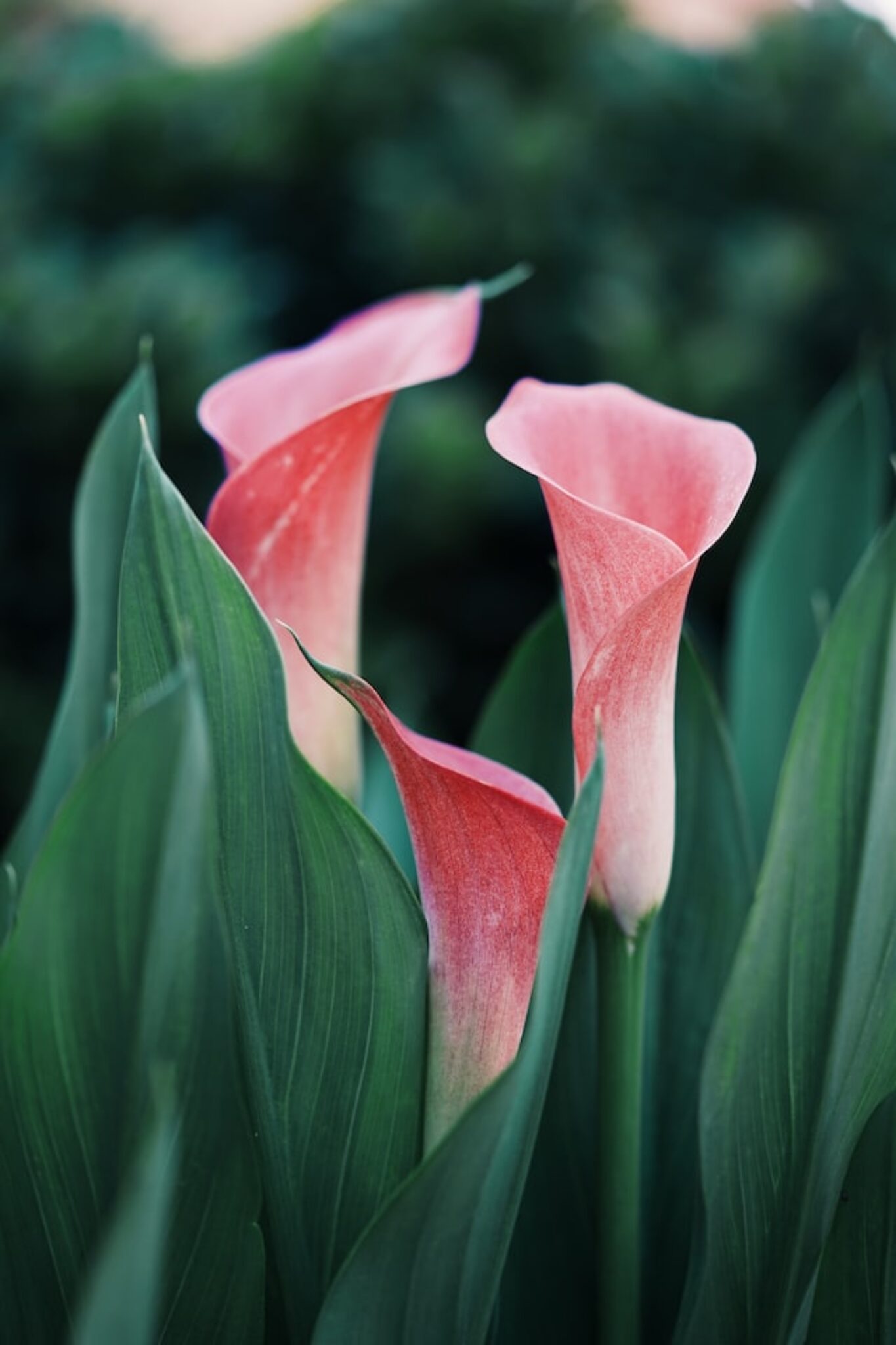 Peace Lily vs. Calla Lily What's the Difference? TopBackyards