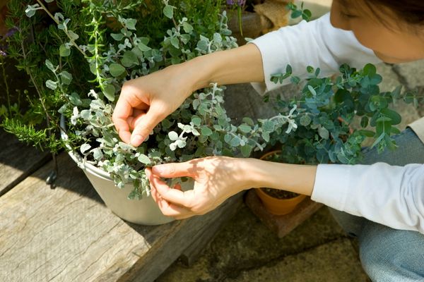 planting sweet peas