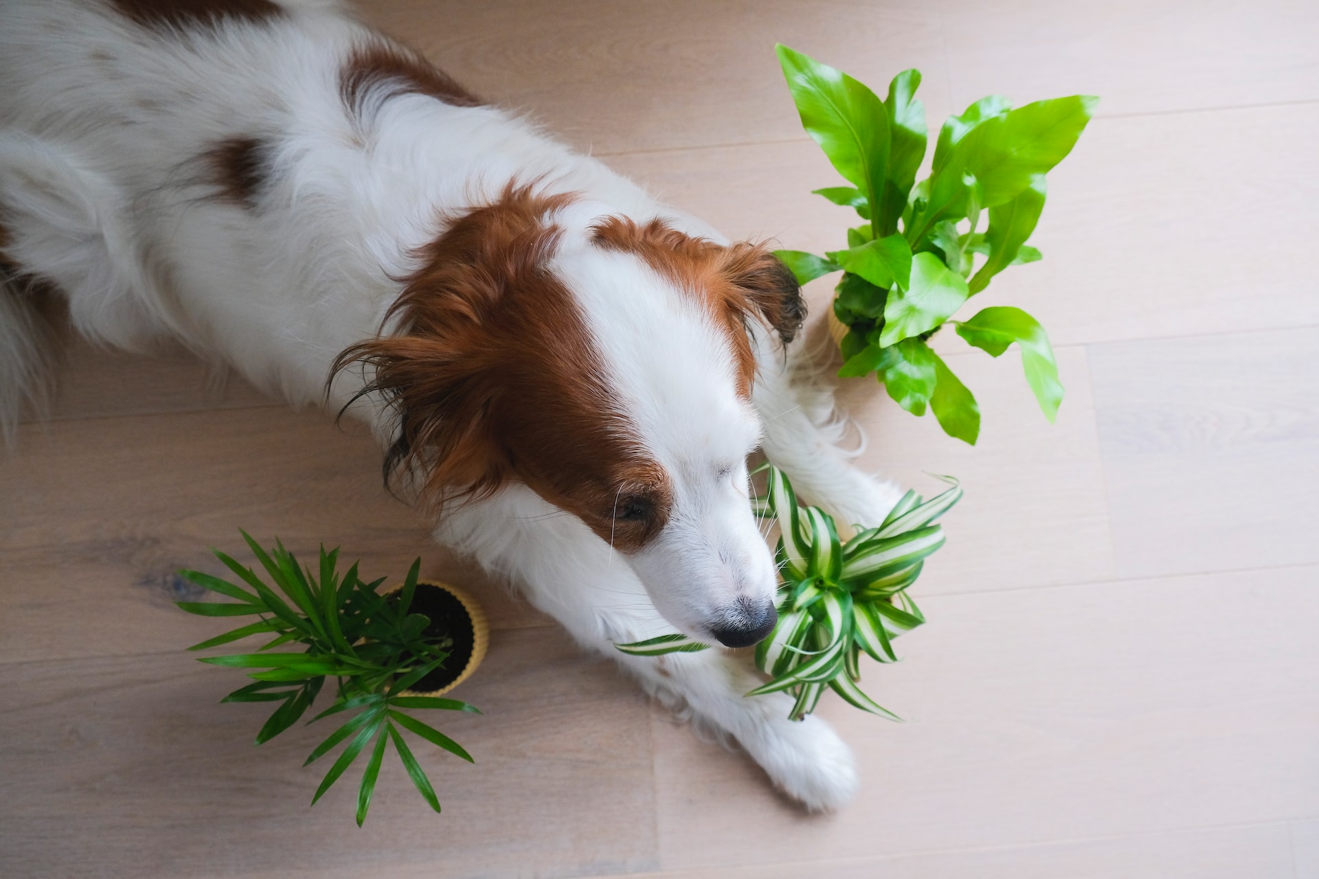 plants that are toxic to pets