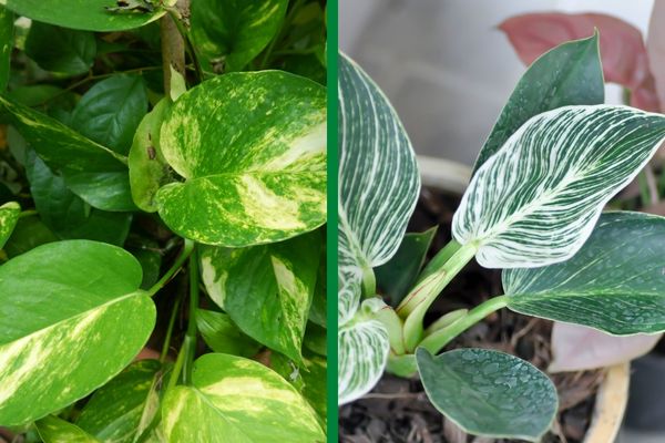 pothos vs philodendrons