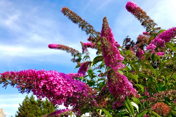 red butterfly bush