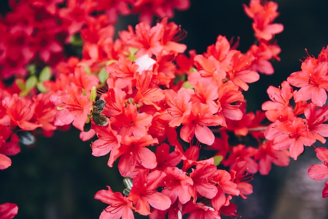 rhododendron