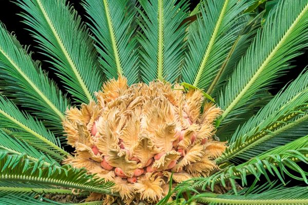 sago palm