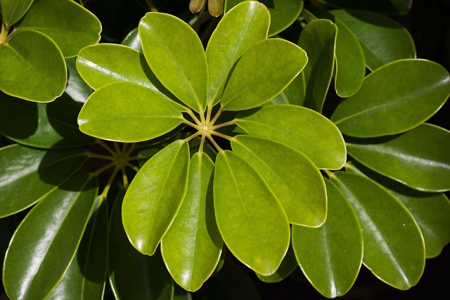 schefflera