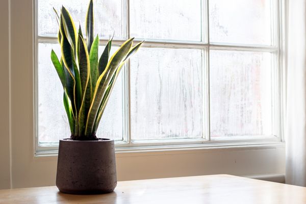 snake plant indoors