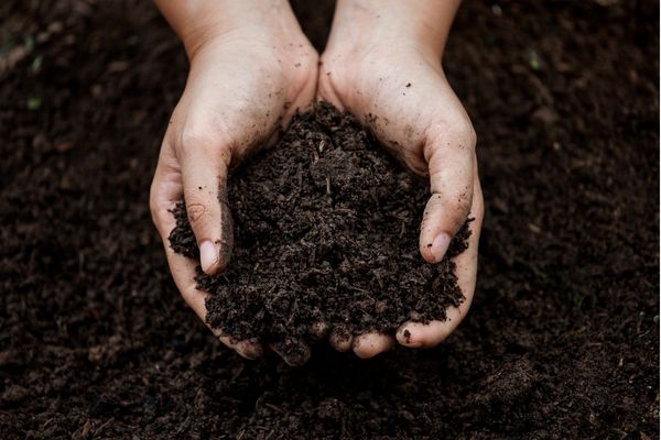 soil for plants