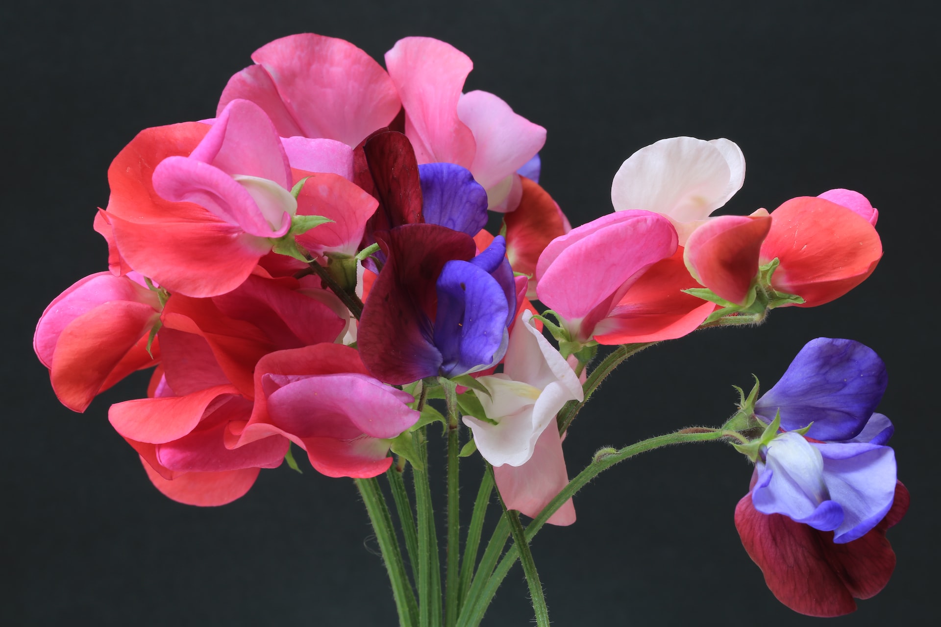 sweet peas backyards