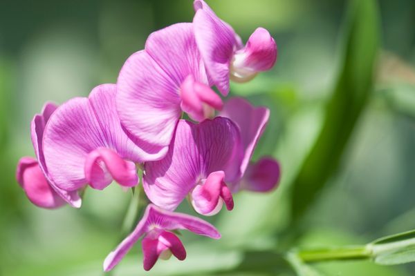 sweet peas