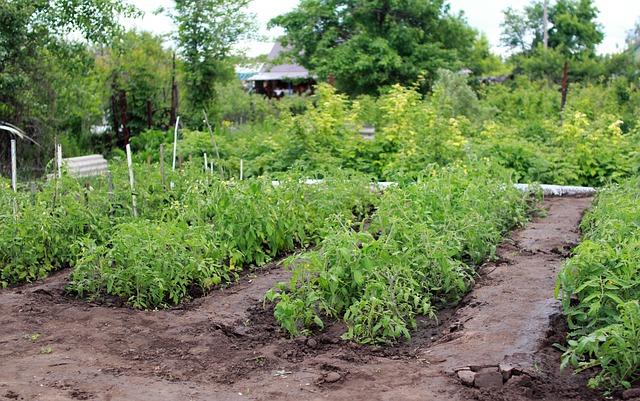 the right time to grow tomatoes