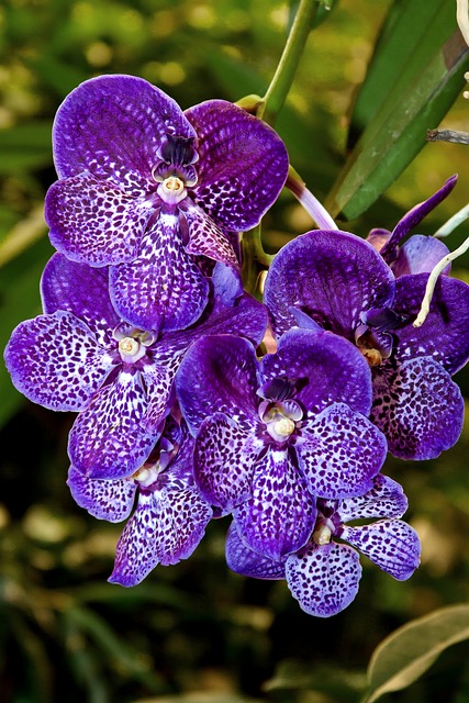 vanda orchid