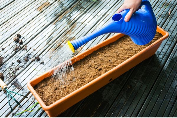 watering plants