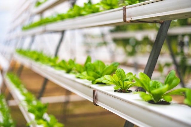 a hydroponic garden