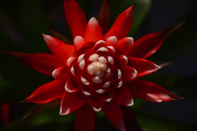 about bromeliads