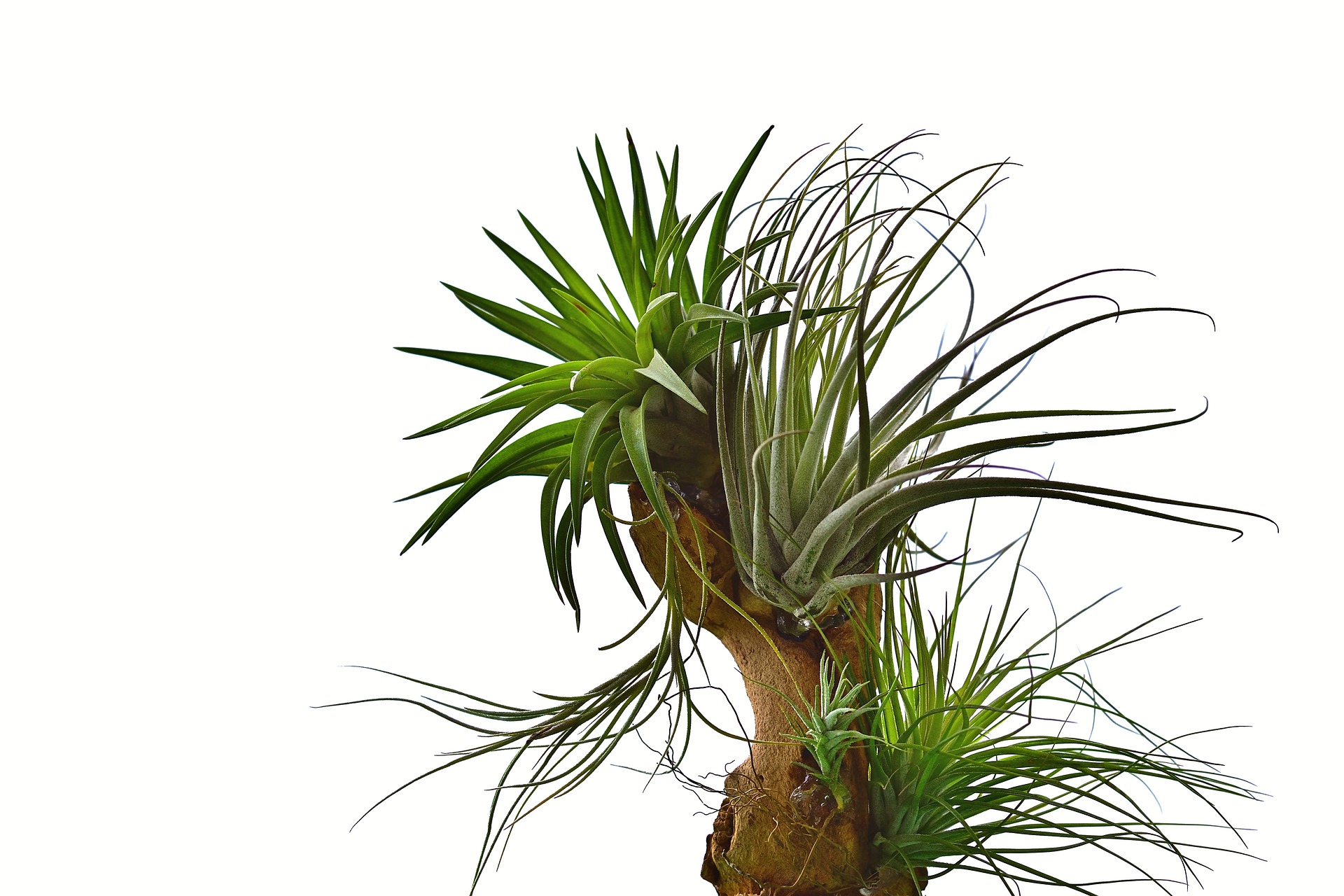 air plants types grow epiphytes