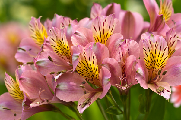 alstroemeria