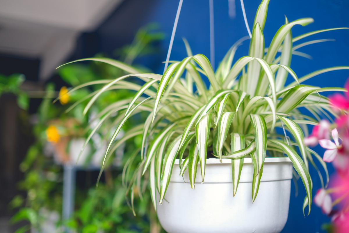 are spider plants toxic to cats