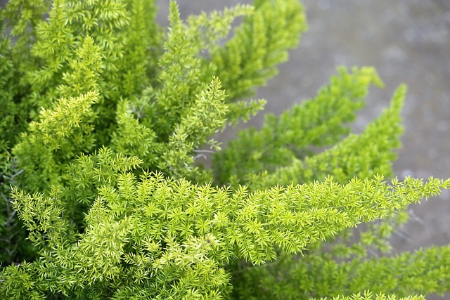 asparagus fern