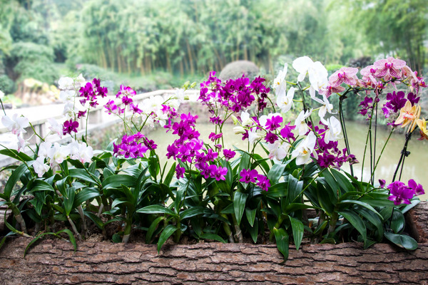 beautiful orchids