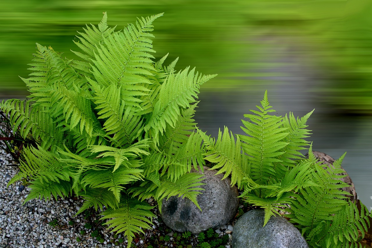 best types of indoor ferns