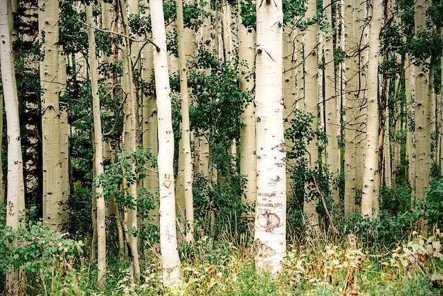 birch trees