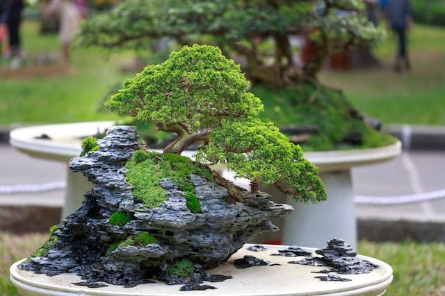 bonsai tree