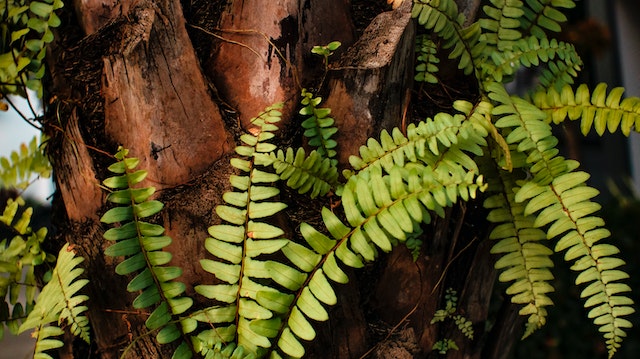 boston fern