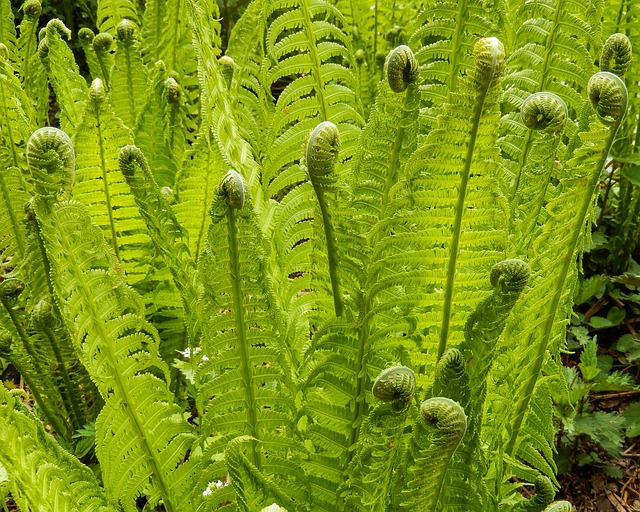 eagle fern