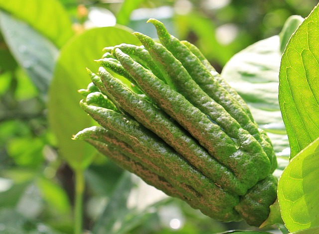 buddhas hand