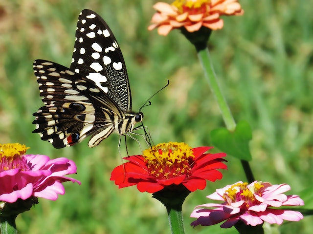 butterfly garden