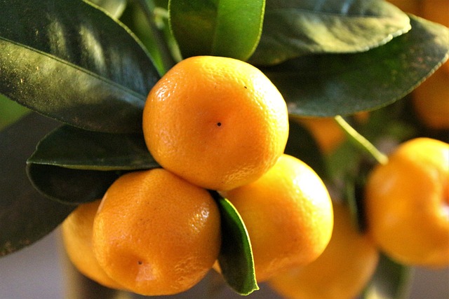 calamondino oranges