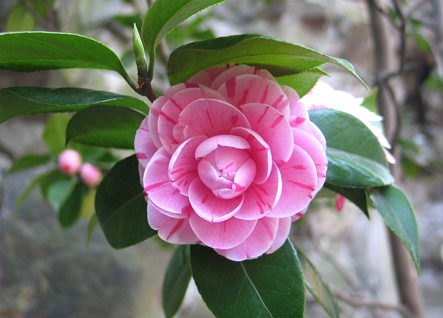 camelia plant