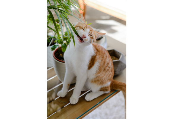 cat eating spider plant