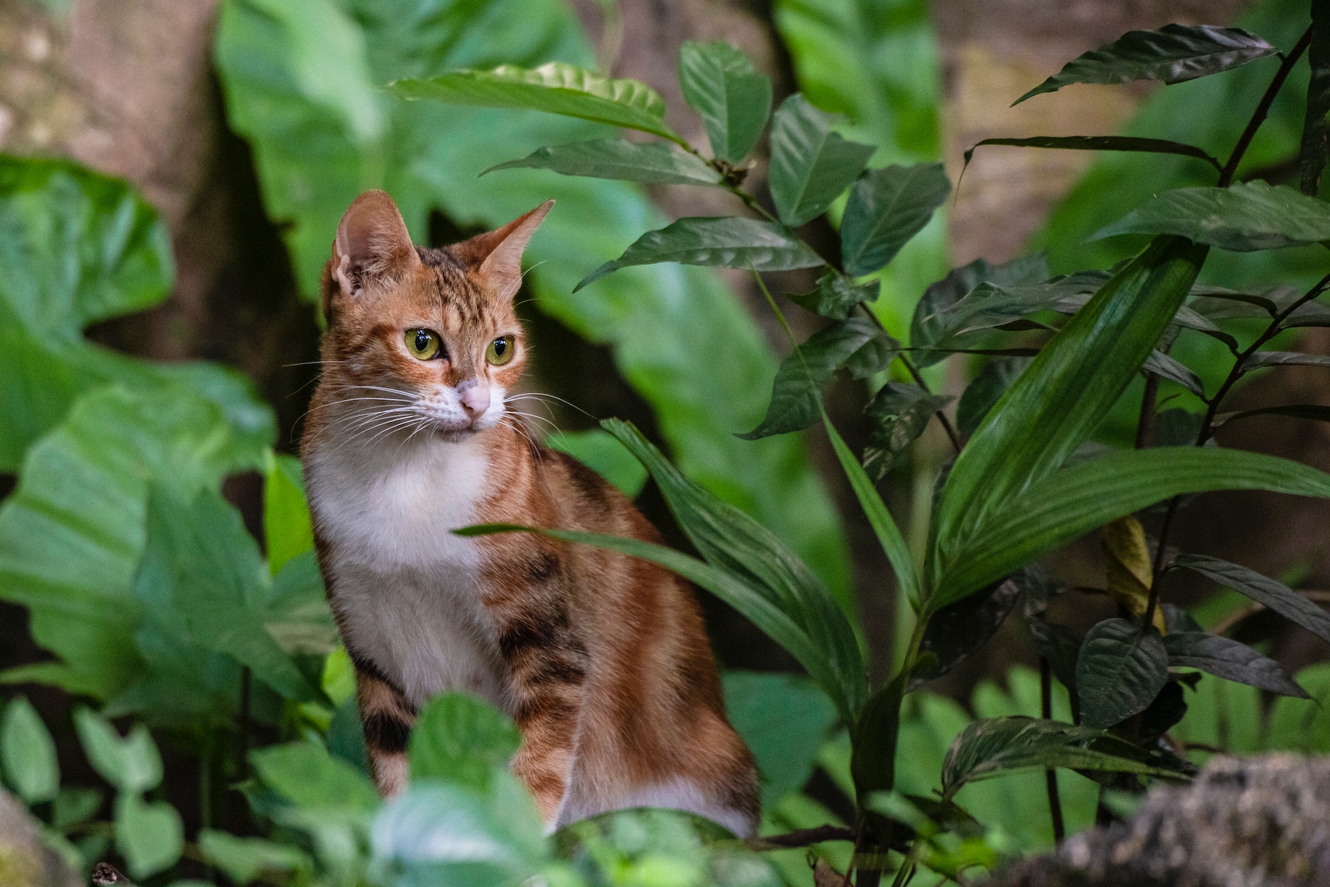 cats lilies toxic