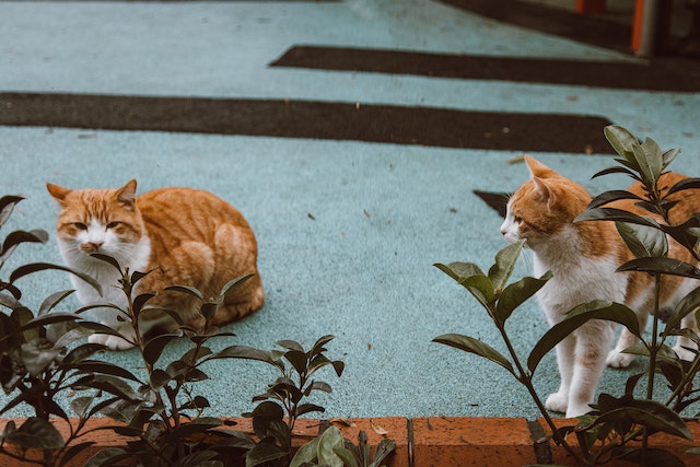 cats lilies