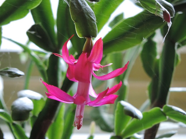 christmas cactus