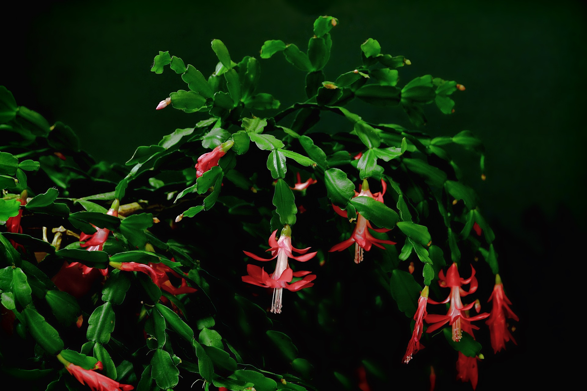 christmas cactus leaves