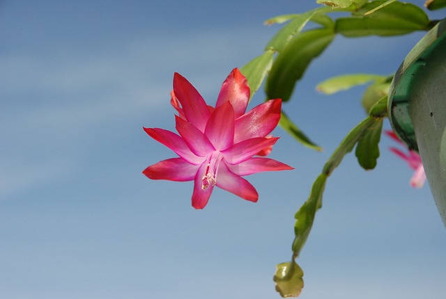 christmas plant cactus