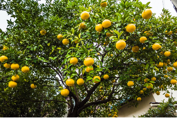 citrus trees