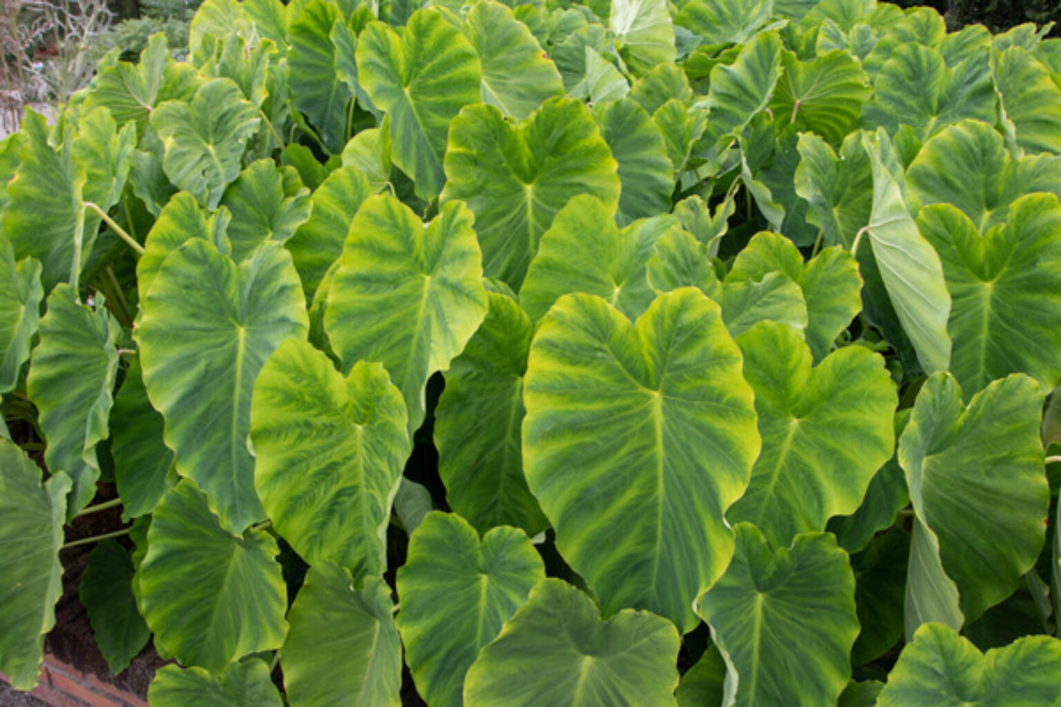 types of elephant ear plant