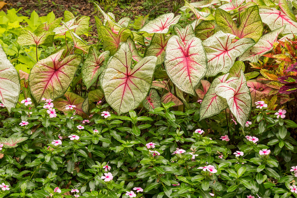 colored elephant ear plants