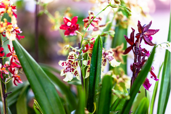 colorful orchids