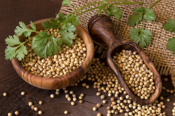 coriander