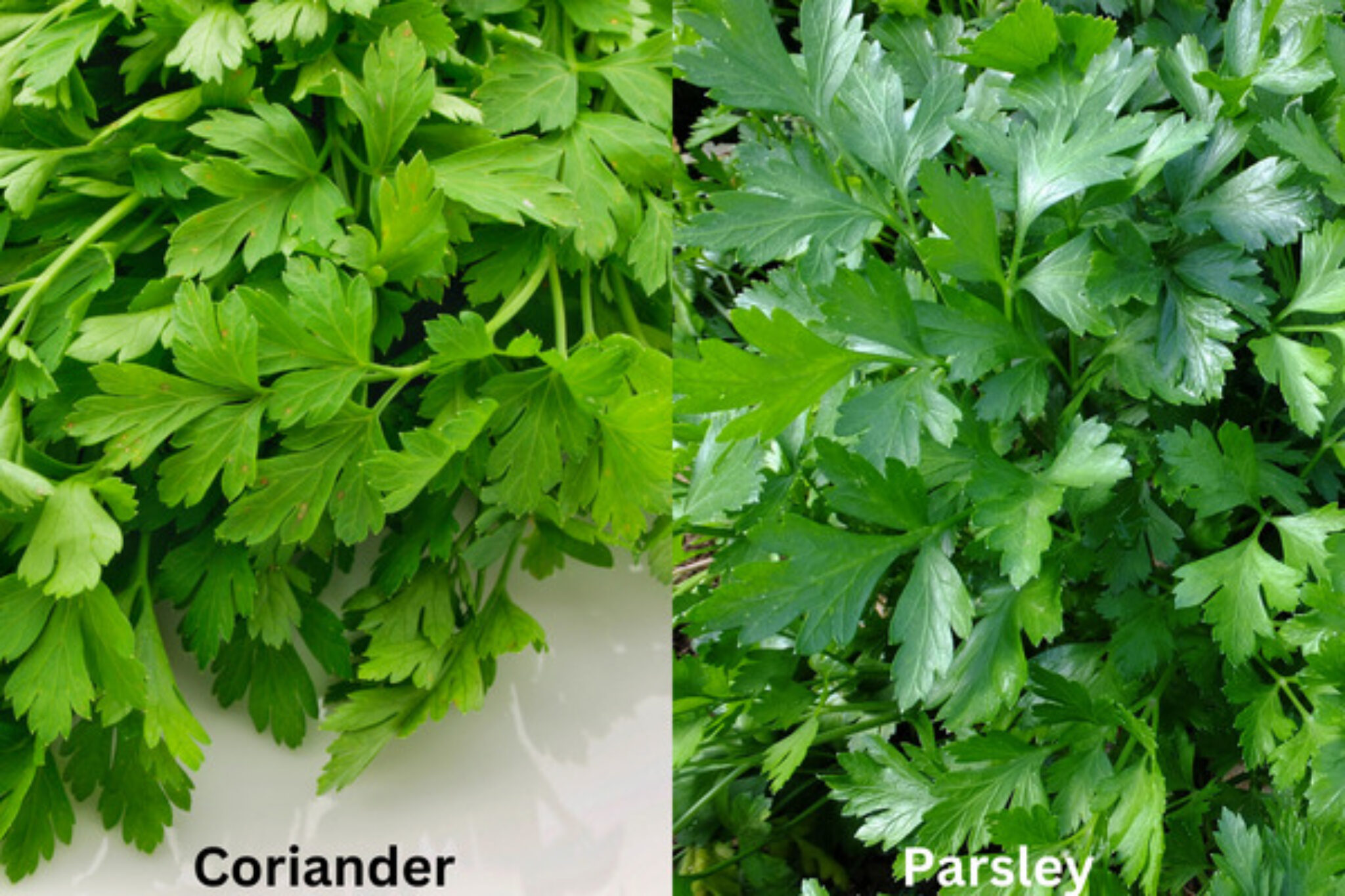 Coriander vs Parsley What