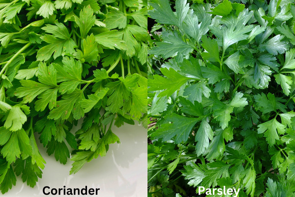 coriander vs parsley