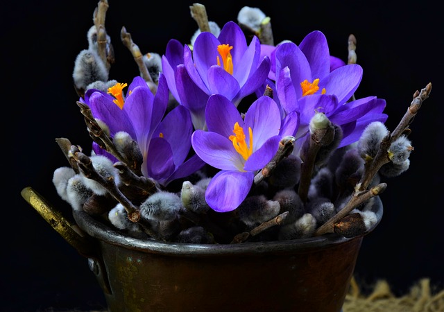 crocuses