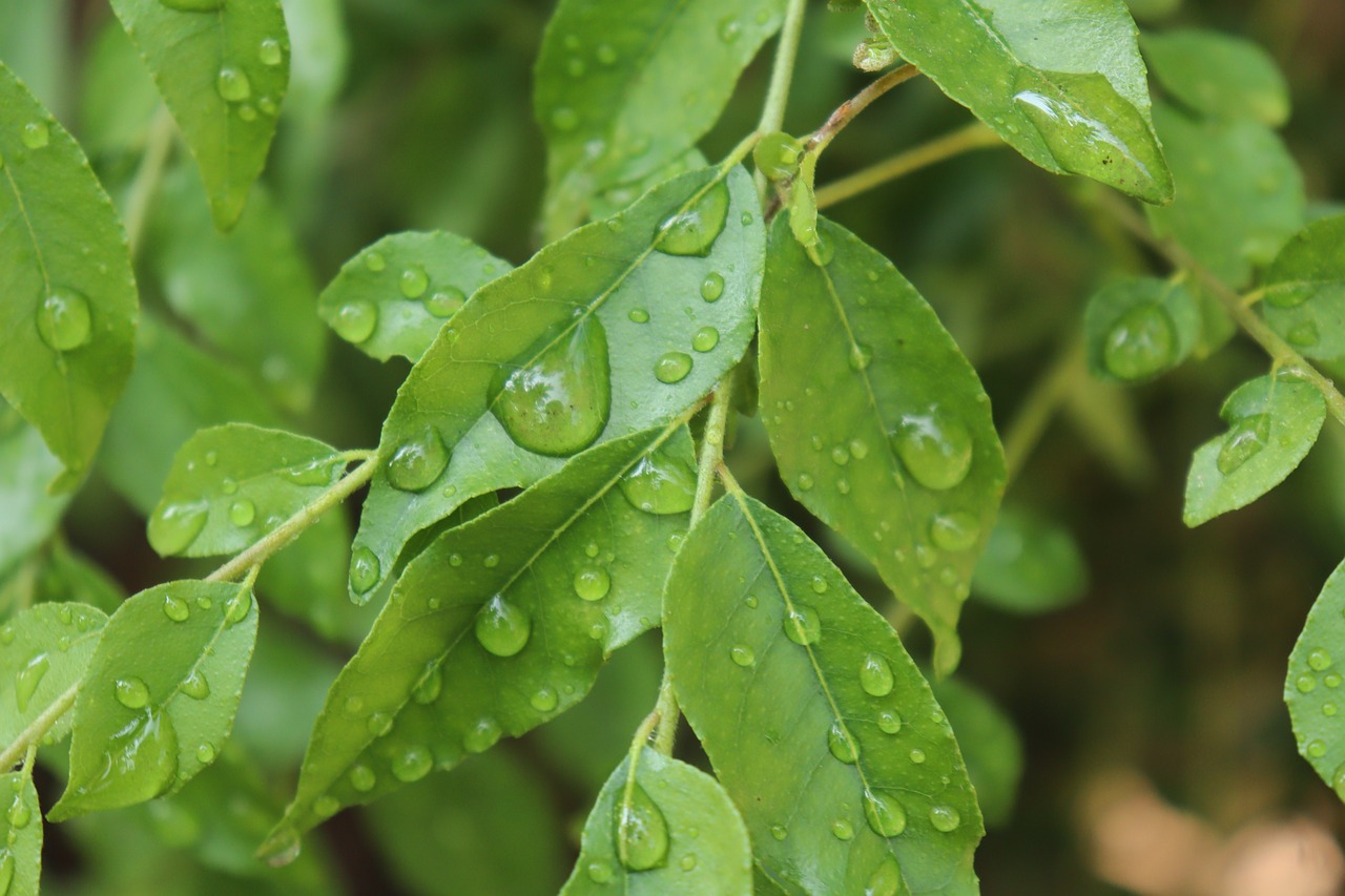 curry leaves